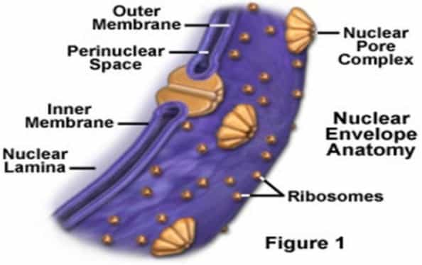 membran nukleus