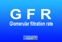 Glomerular filtration rate