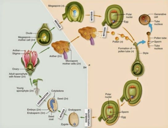 Terjadi tumbuhan pembuahan pada tunggal akan Perkembangan Embrionik