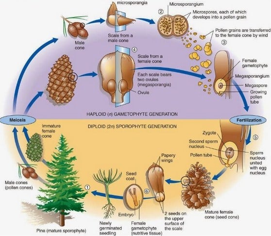 Angiospermae berbeda dari semua tumbuhan karena memiliki