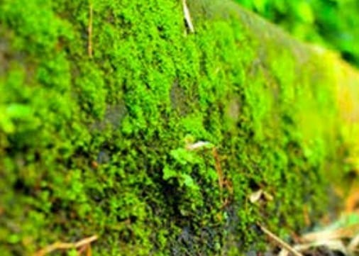 Tumbuhan lumut dapat melakukan fotosintesis karena di dalam tubuhnya ditemukan