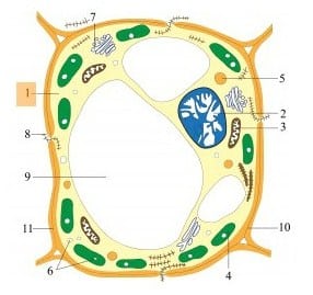 sitoplasma sel tumbuhan