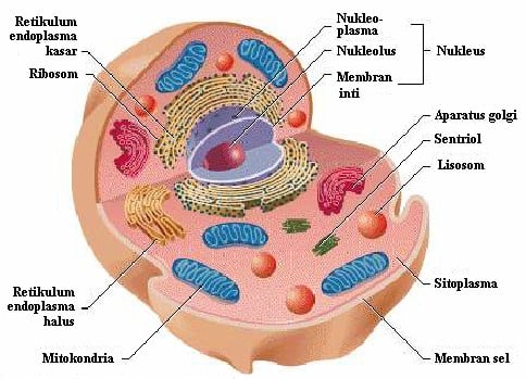 Deskripsi struktur mitokondria