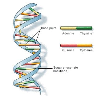 struktur helix DNA