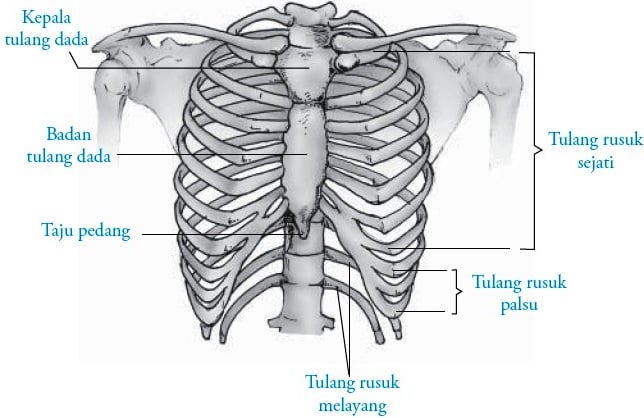 gambar tulang dada