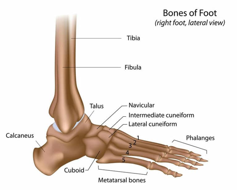 gambar tulang pergelangan kaki