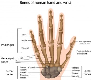 Fungsi Tulang Pergelangan Tangan Adalah? Susunan, Letak, Gambar