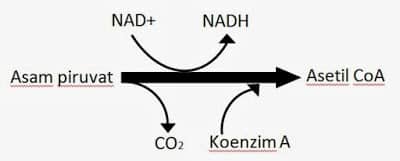 Dekarboksilasi oksidatif