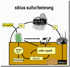 siklus sulfur