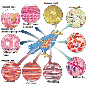 gambar jaringan hewan 1