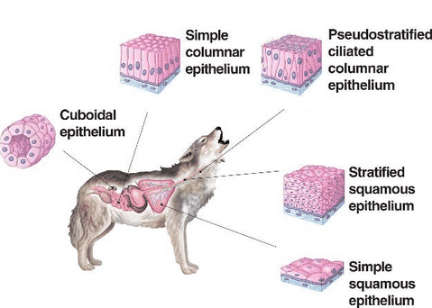 gambar jaringan hewan 2