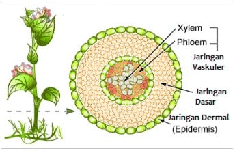 Xilem merupakan salah satu jaringan yang terdapat pada tumbuhan, yang berfungsi