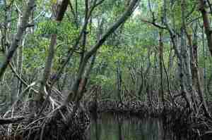 hutan bakau