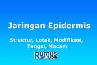 jaringan epidermis