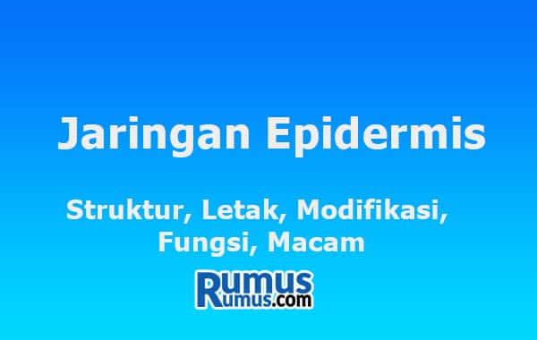 jaringan epidermis