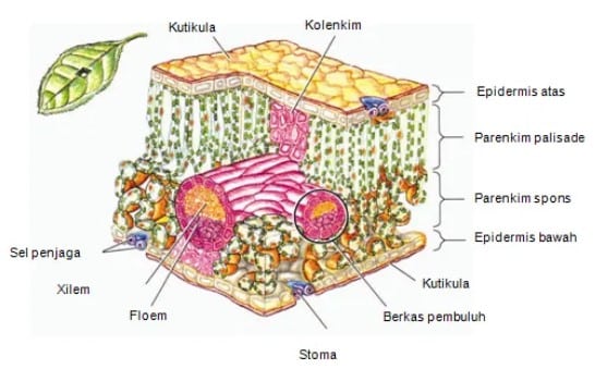 Lebih atas yaitu banyak stomata di epidermis daripada memiliki epidermis yang daun di bawah kelompok tanaman