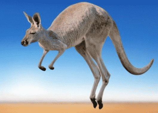 kangguru