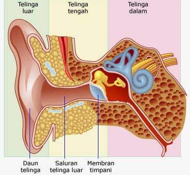 bagian bagian telinga